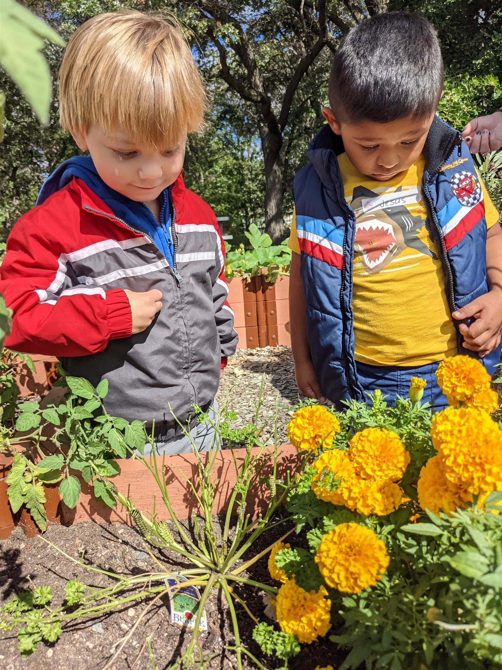 Children looking at flowers