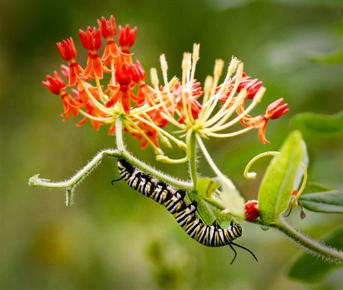 Monarch Larva 